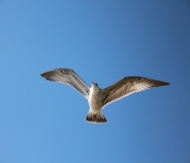 2013 10 12 DuluthWildLife  073